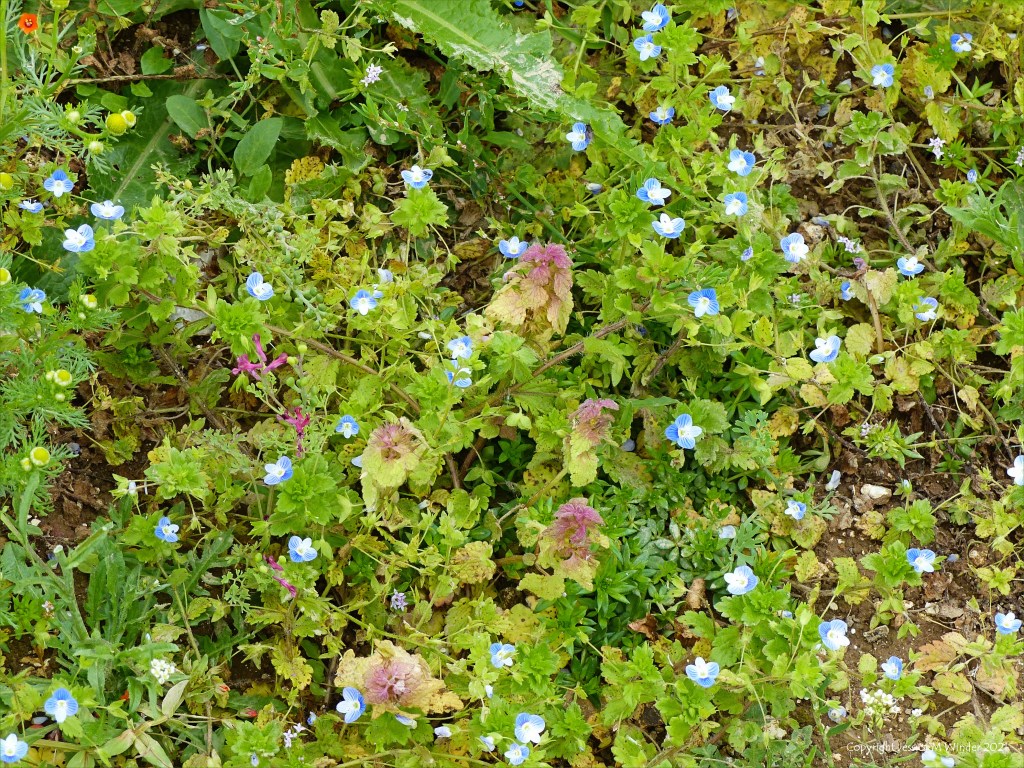Blue flowers of Common Field-Speedwell growing in a field margin