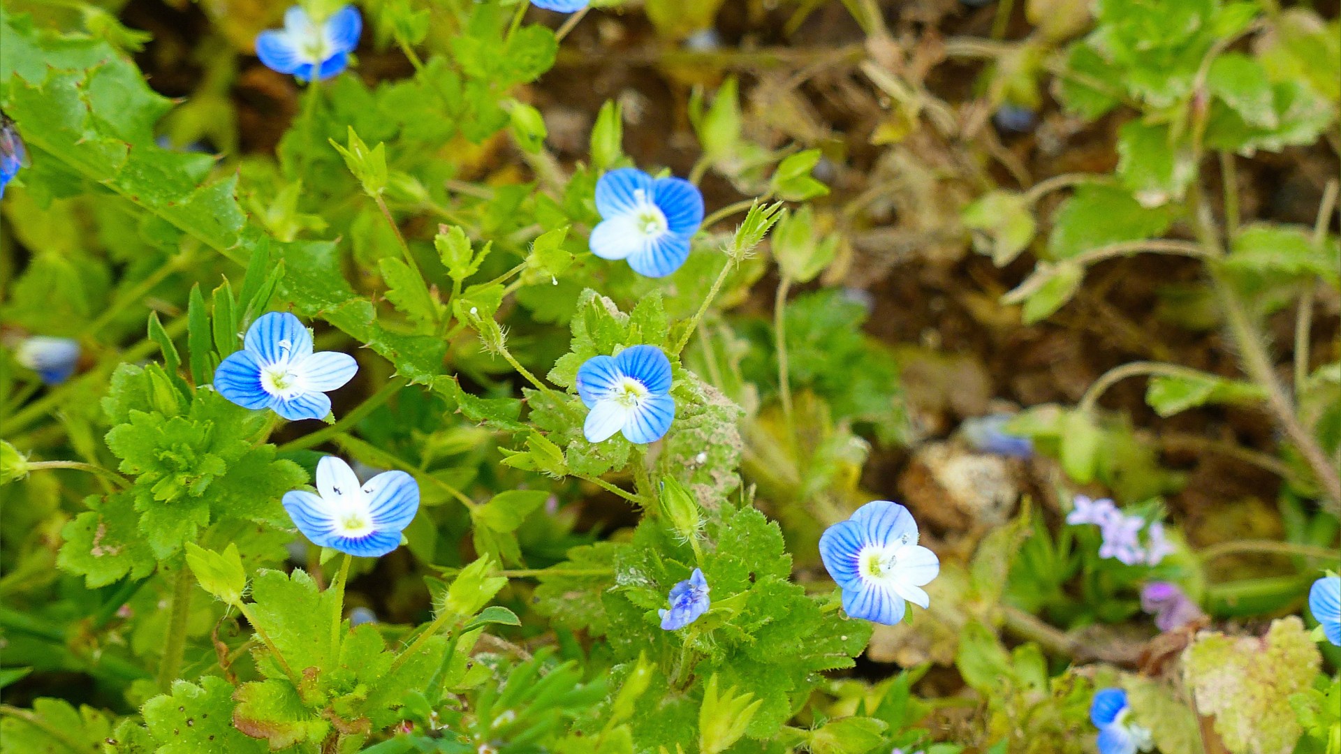 Blue flowers of Common Field-Speedwell growing in a field margin