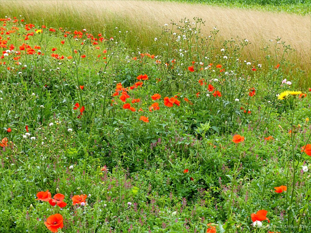 Black Nightshade (Solanum nigrum) with other arable weeds in a field margin