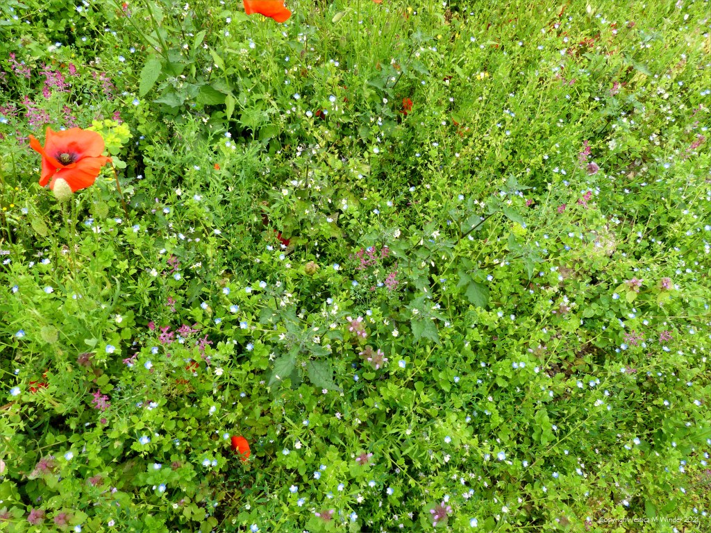 Black Nightshade (Solanum nigrum) with other arable weeds in a field margin