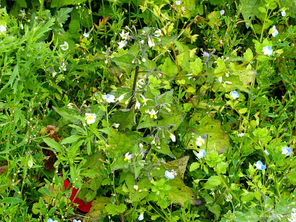Black Nightshade (Solanum nigrum) with other arable weeds in a field margin