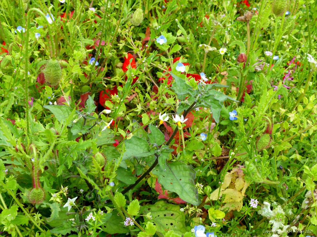 Black Nightshade (Solanum nigrum) with other arable weeds in a field margin