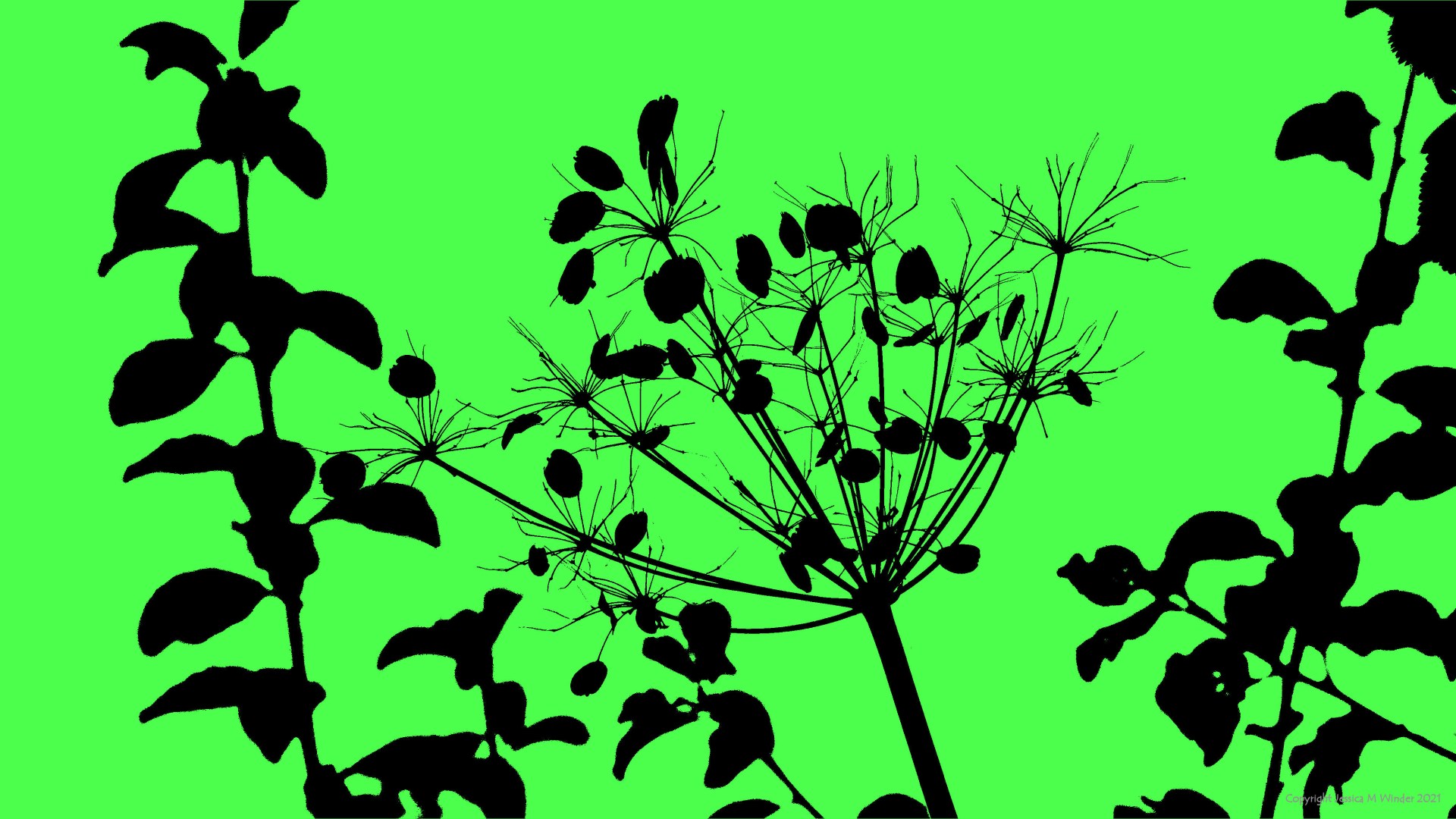 Silhouette of Hogweed in autumn