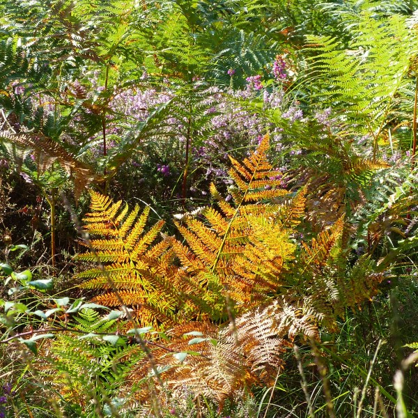 Bracken changing colour in autumn