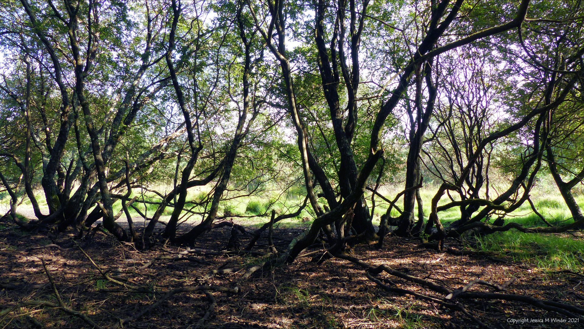 Trees in wet woodland