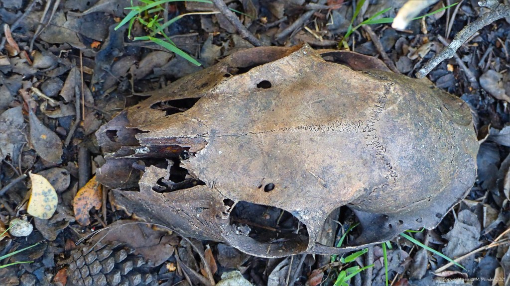 Stained old deer skull on woodland floor