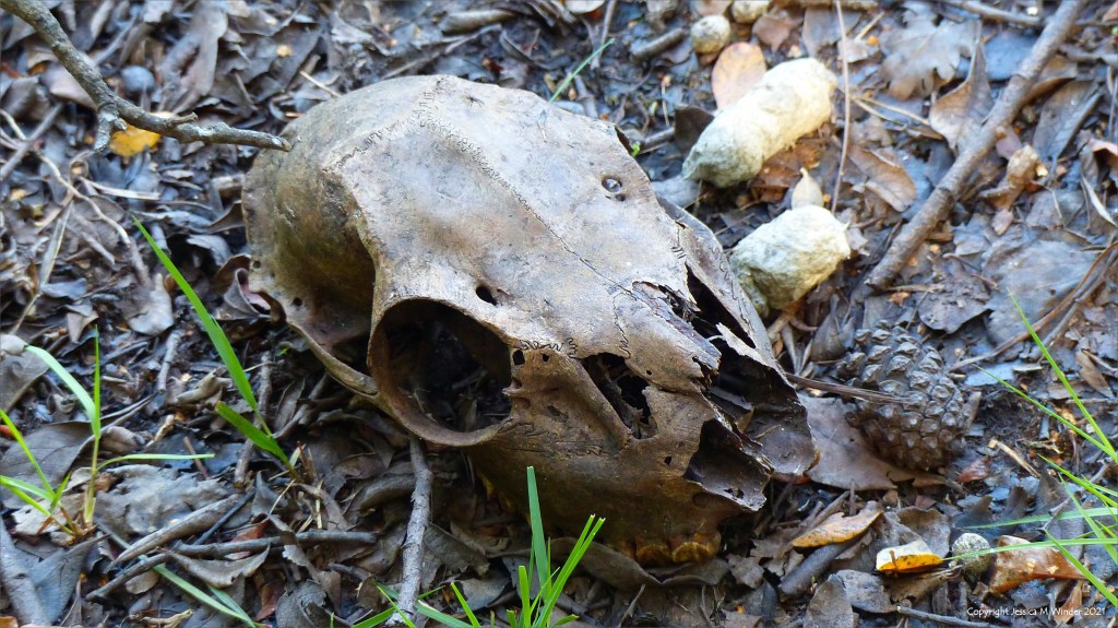 Stained old deer skull on woodland floor