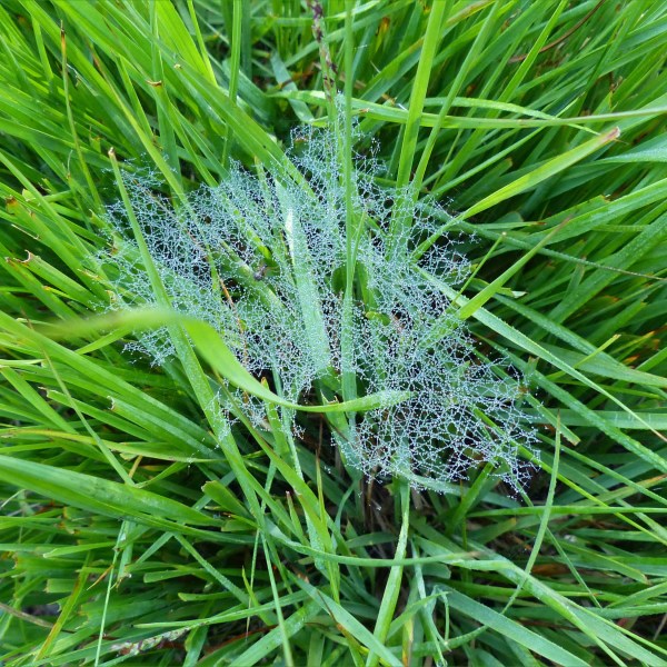 Spider web in grass covered with dew drops