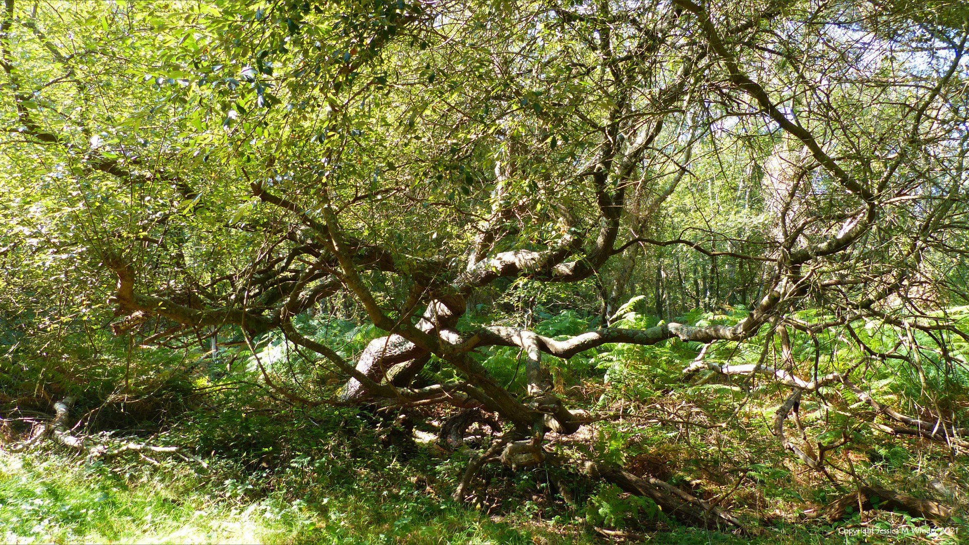 Contorted alder tree in wet woodland in early autumn