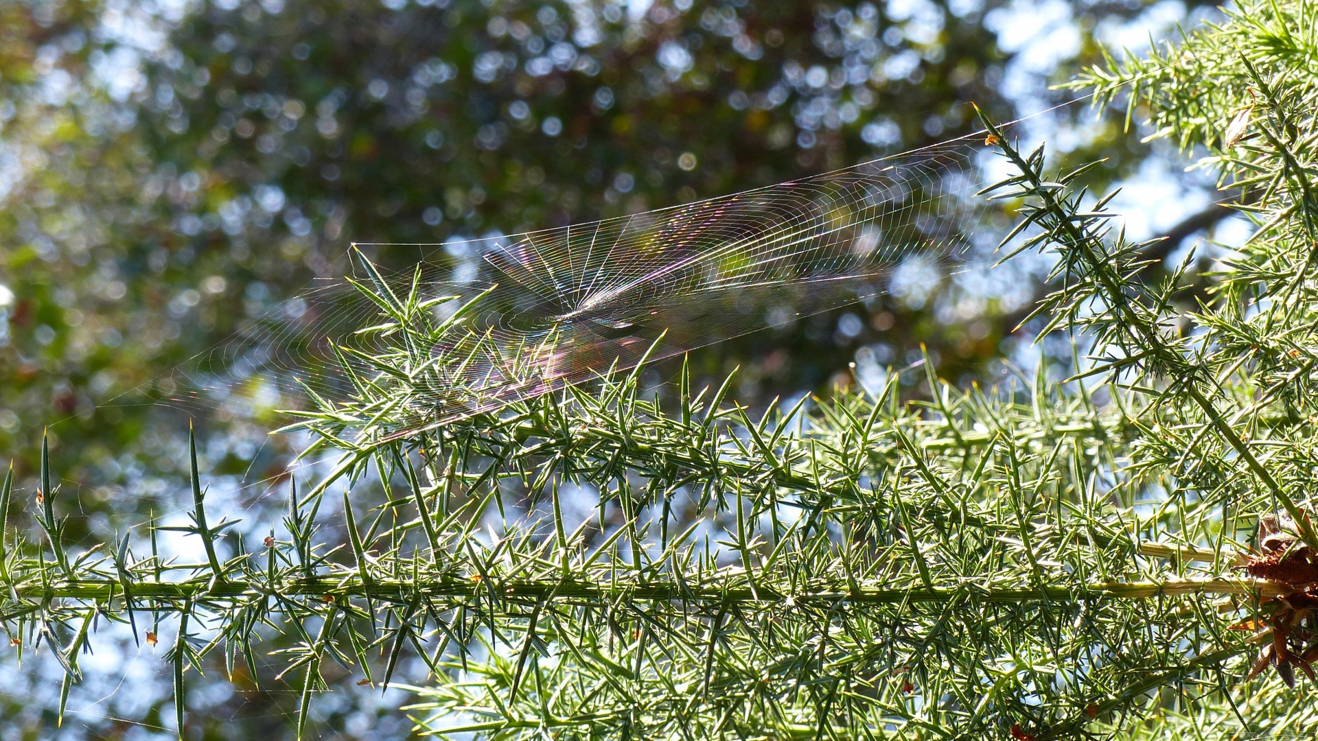 Spider's web on gorse
