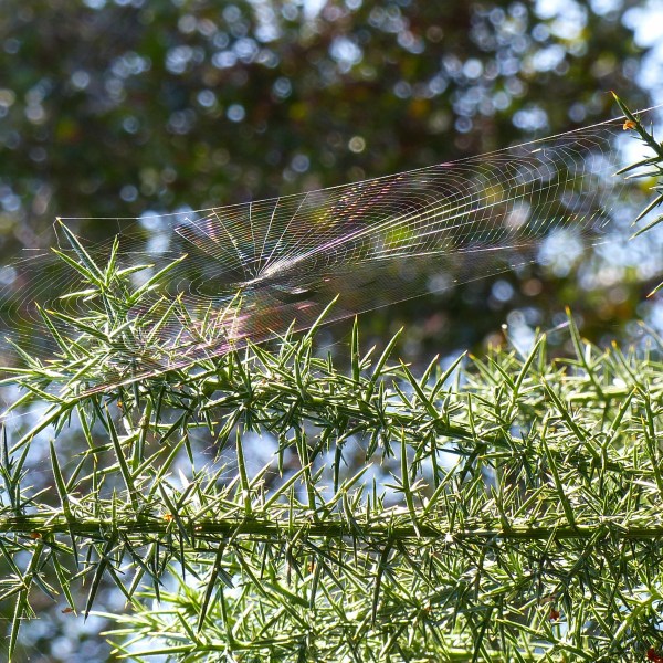 Spider's web on gorse