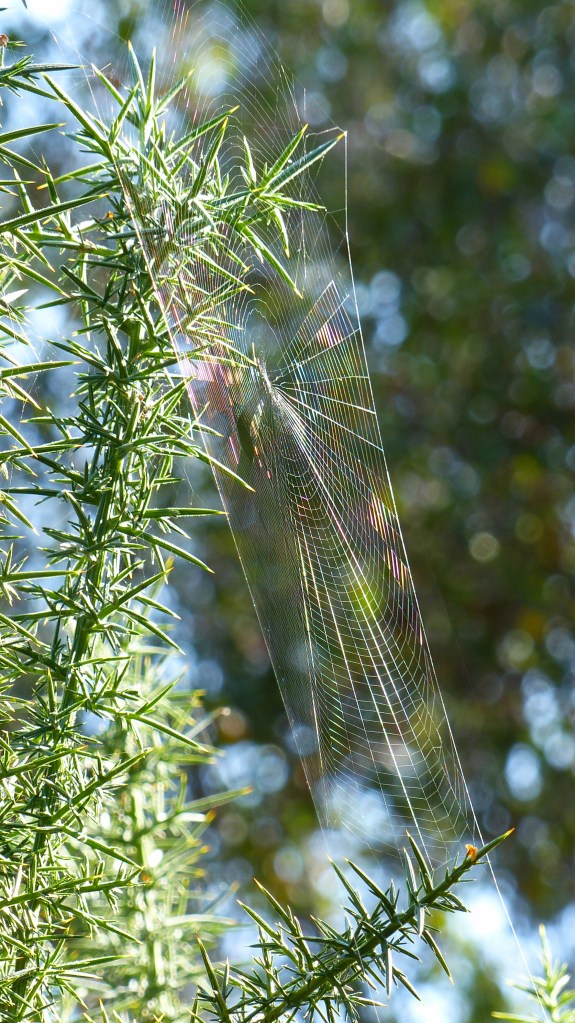 Spider's web on gorse