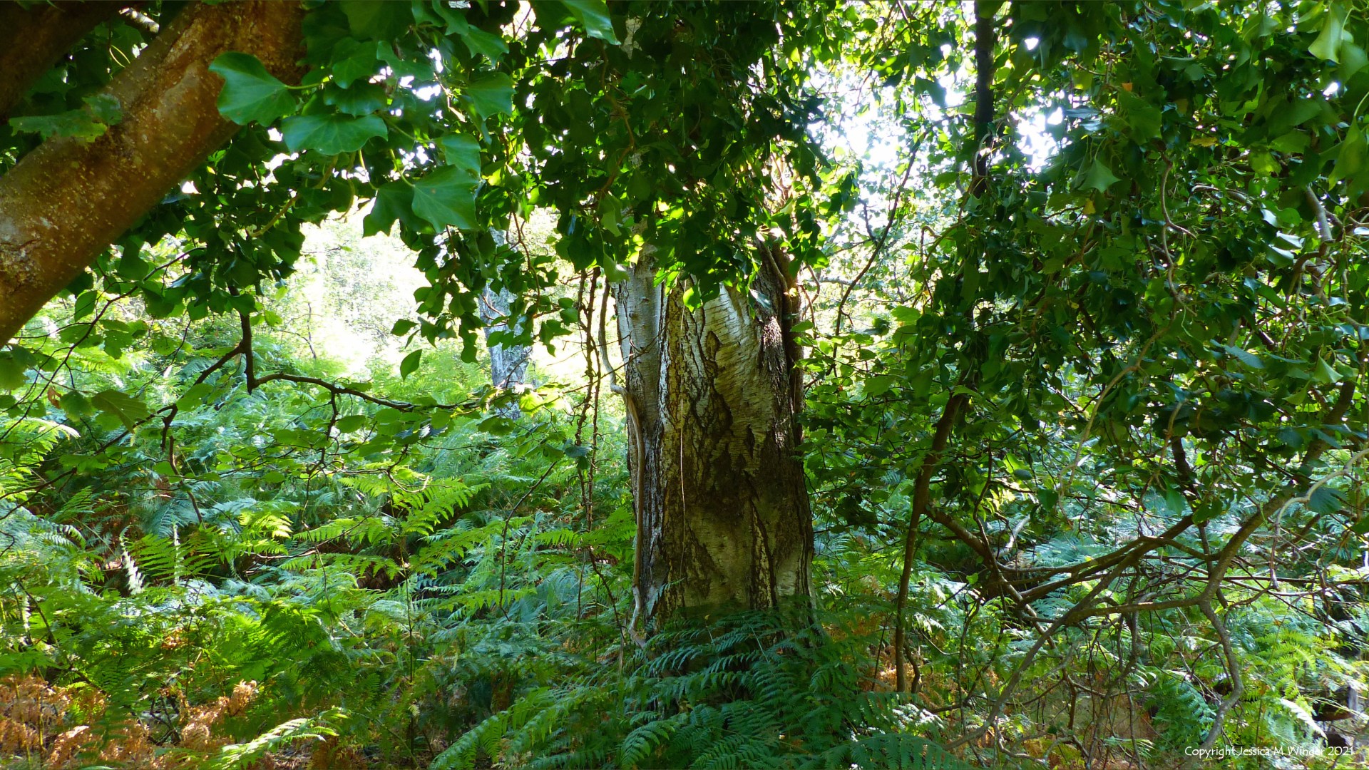 Birch tree in the woods with ferns