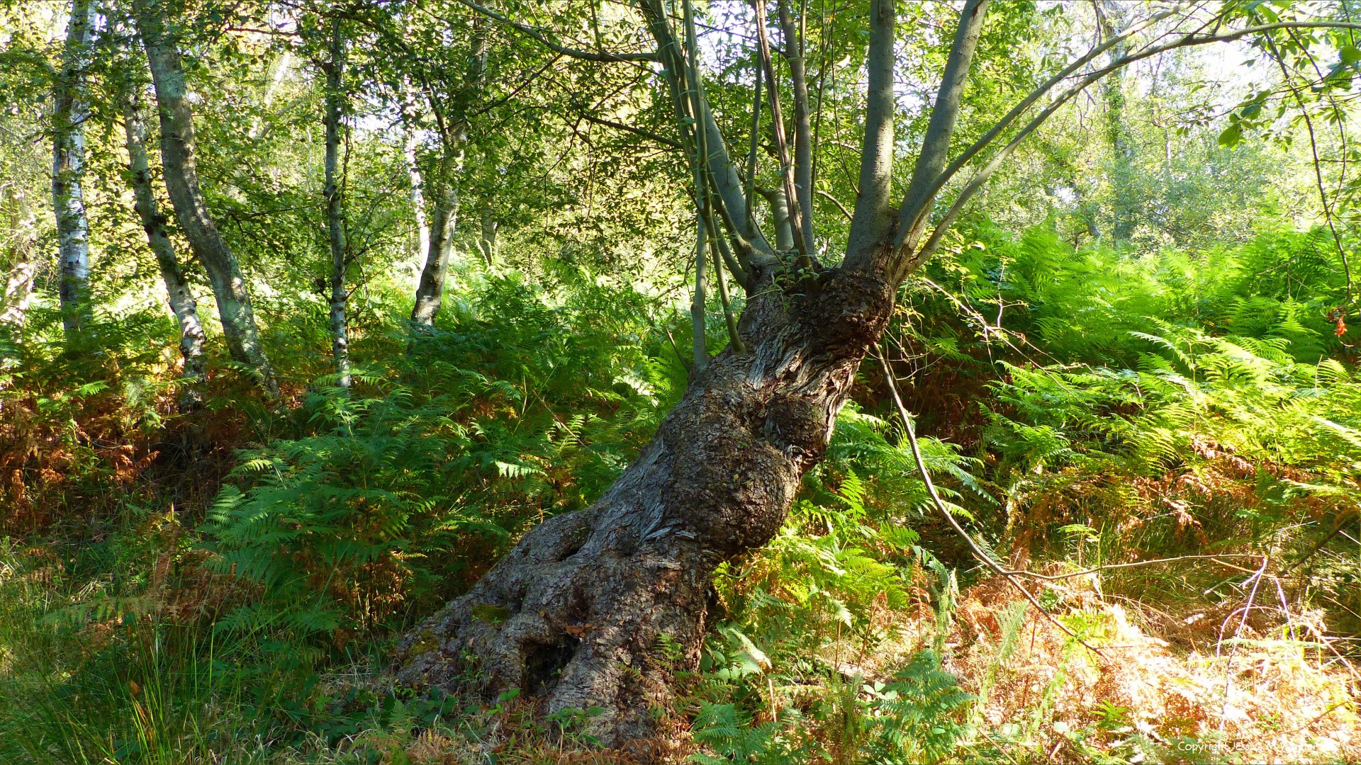 Pollarded tree with ferns and birches in woodland