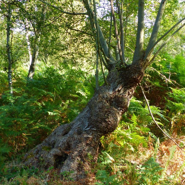 Pollarded tree with ferns and birches in woodland