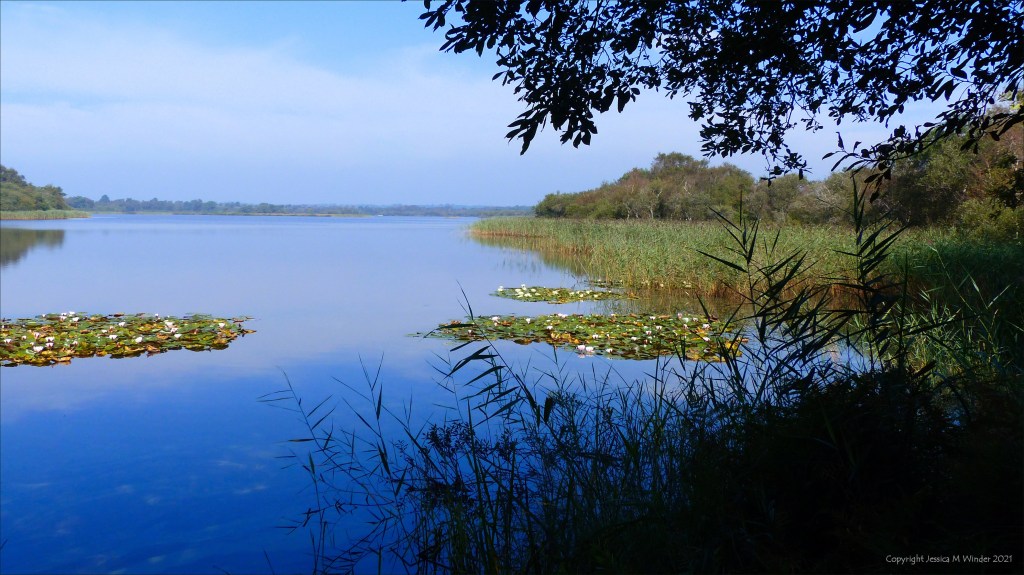 Lake with reeds and water lilies