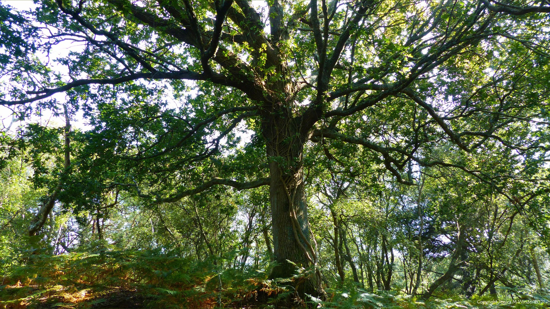 Old oak tree in woodland