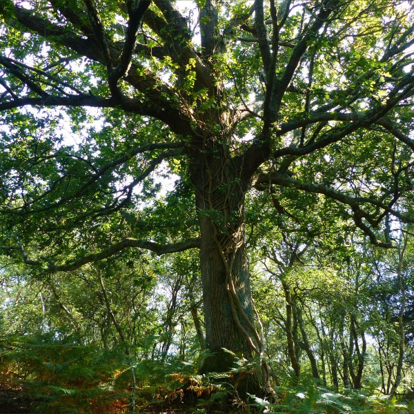 Old oak tree in woodland
