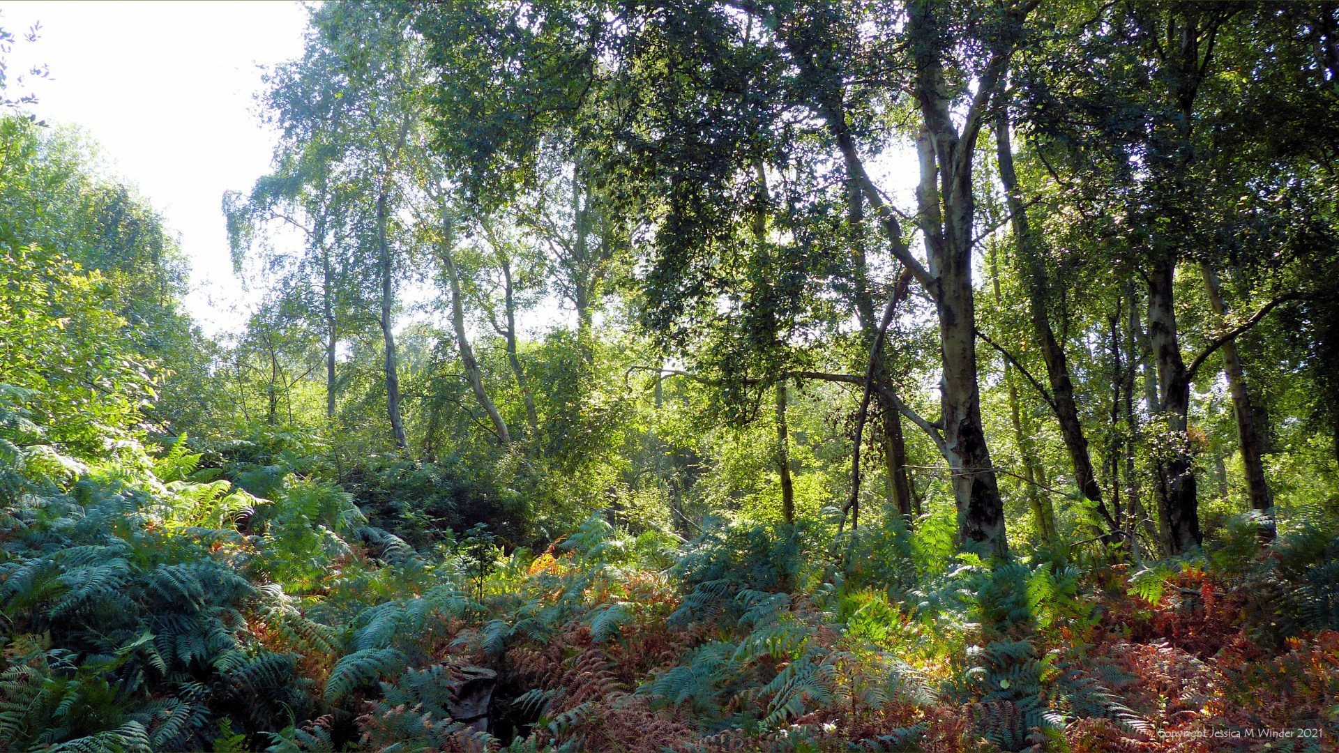 Sunlit birch trees and bracken