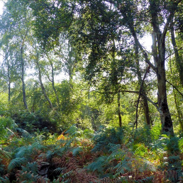 Sunlit birch trees and bracken