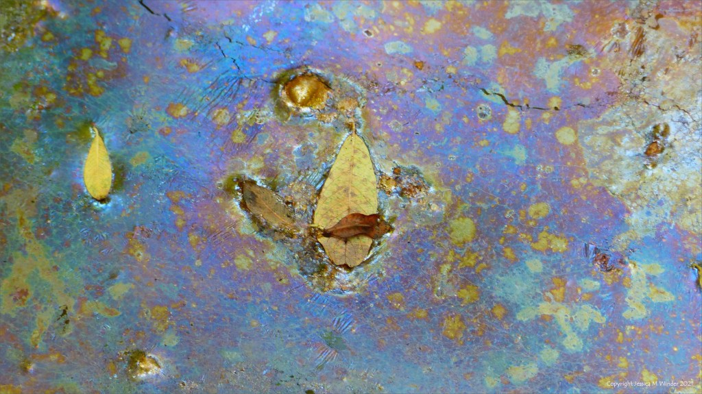 Iridescent bacterial film on the surface of a stagnant pool