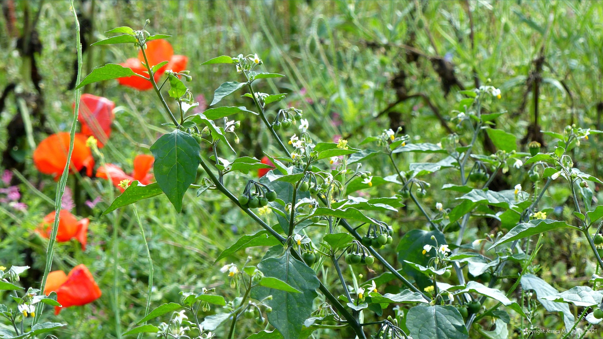 Black Nightshade (Solanum nigrum) with other arable weeds in a field margin