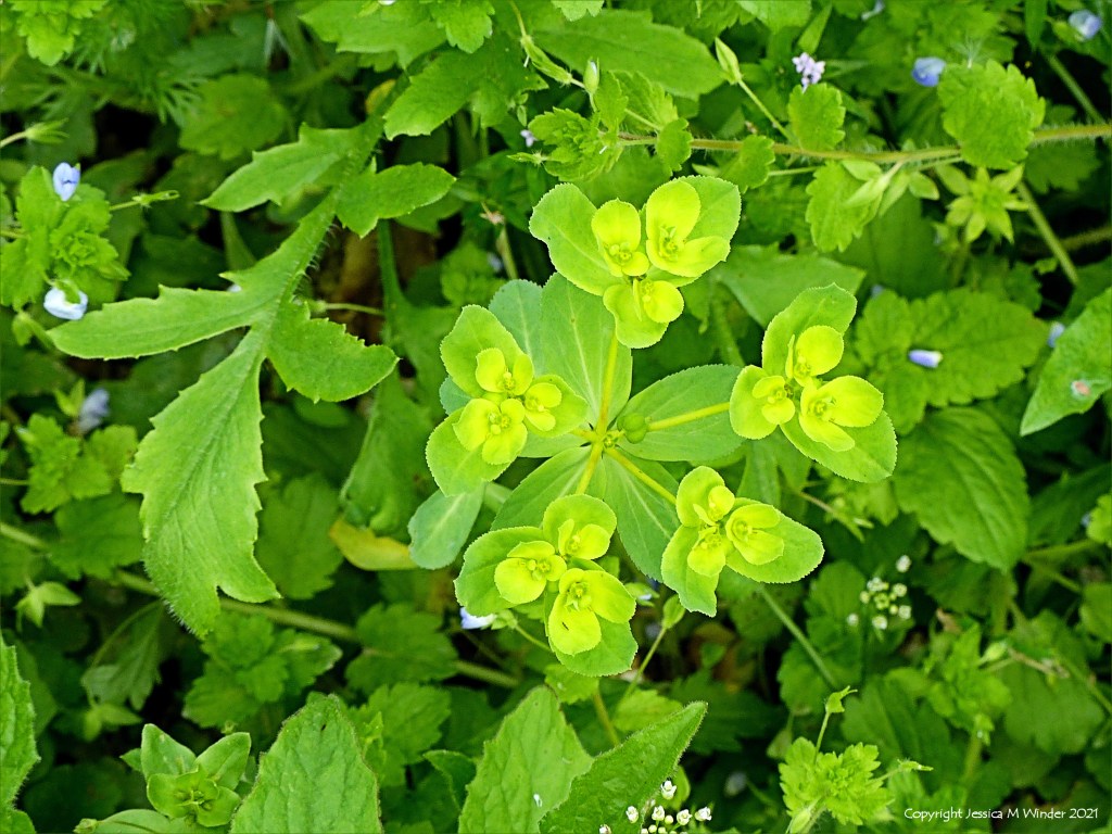 Flowers of wild Spurge growing in an uncultivated field margin.