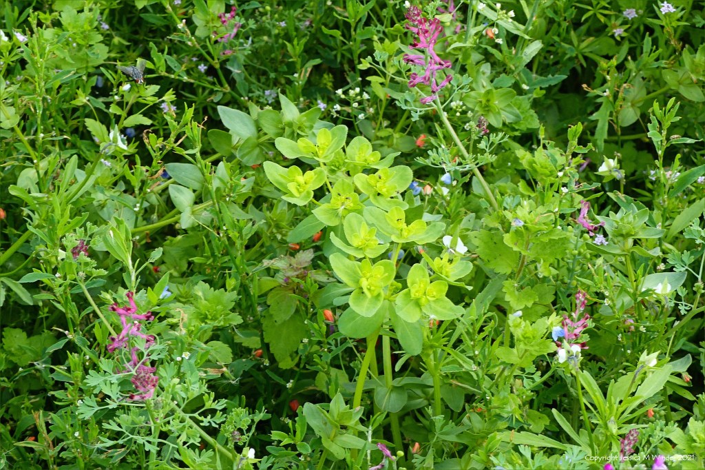 Flowers of wild Spurge growing with other native plants in an uncultivated field margin.