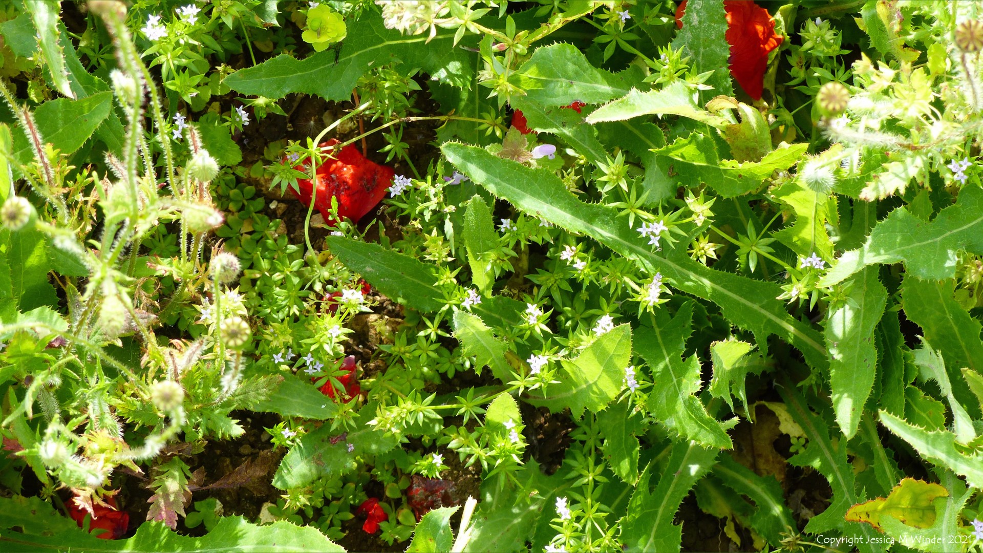 Minute lilac flowers of Field Madder (Sherardia arvensis) among other arable weeds