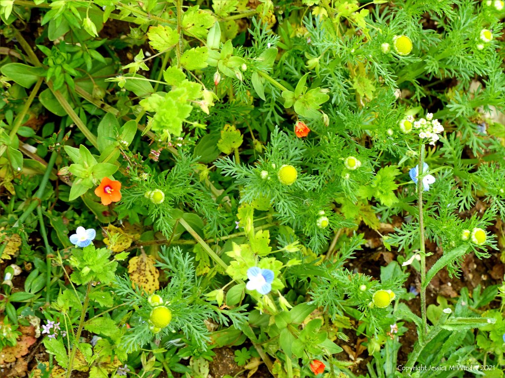 Pineapple Mayweed flowers (Matricaria discoidea) among other arable weeds