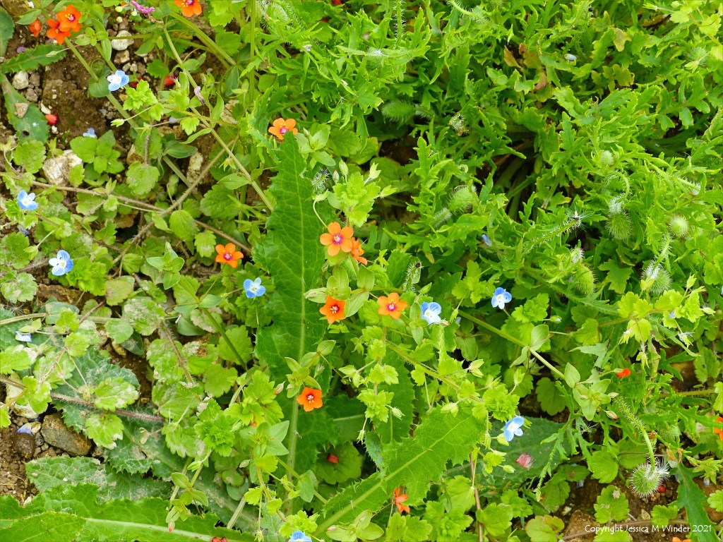 Orange flowers of Scarlet Pimpernel with blue Common Field-speedwell and green foliage