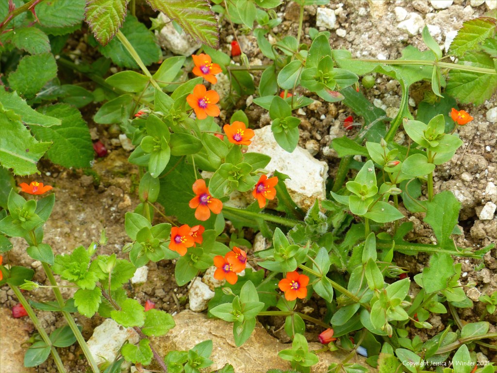 Small orange flowers of Scarlet Pimpernel growing on uncultivated stony ground margin of a maize field