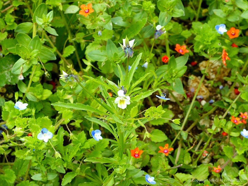 Field pansy flower growing in an uncultivated arable field margin with other weeds