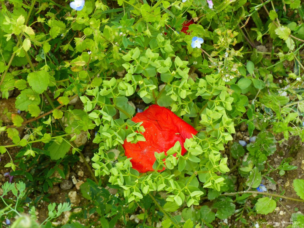 Flowers of wild Spurge growing with other native plants in an uncultivated field margin.