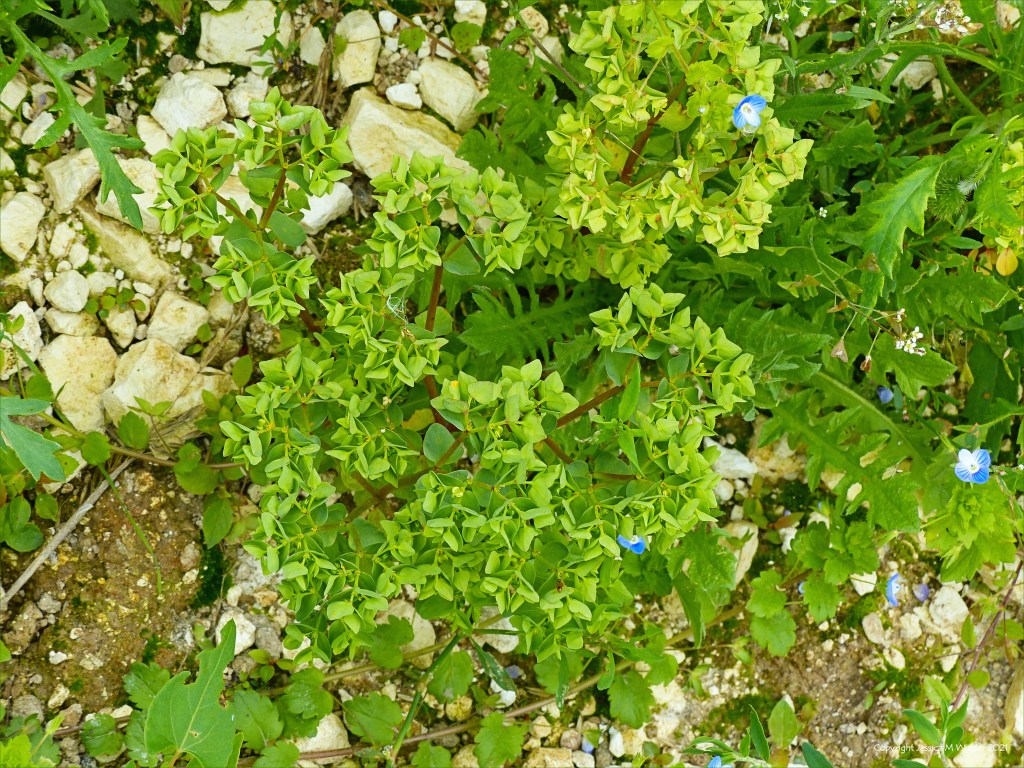 Flowers of wild Spurge growing with other native plants in an uncultivated field margin.