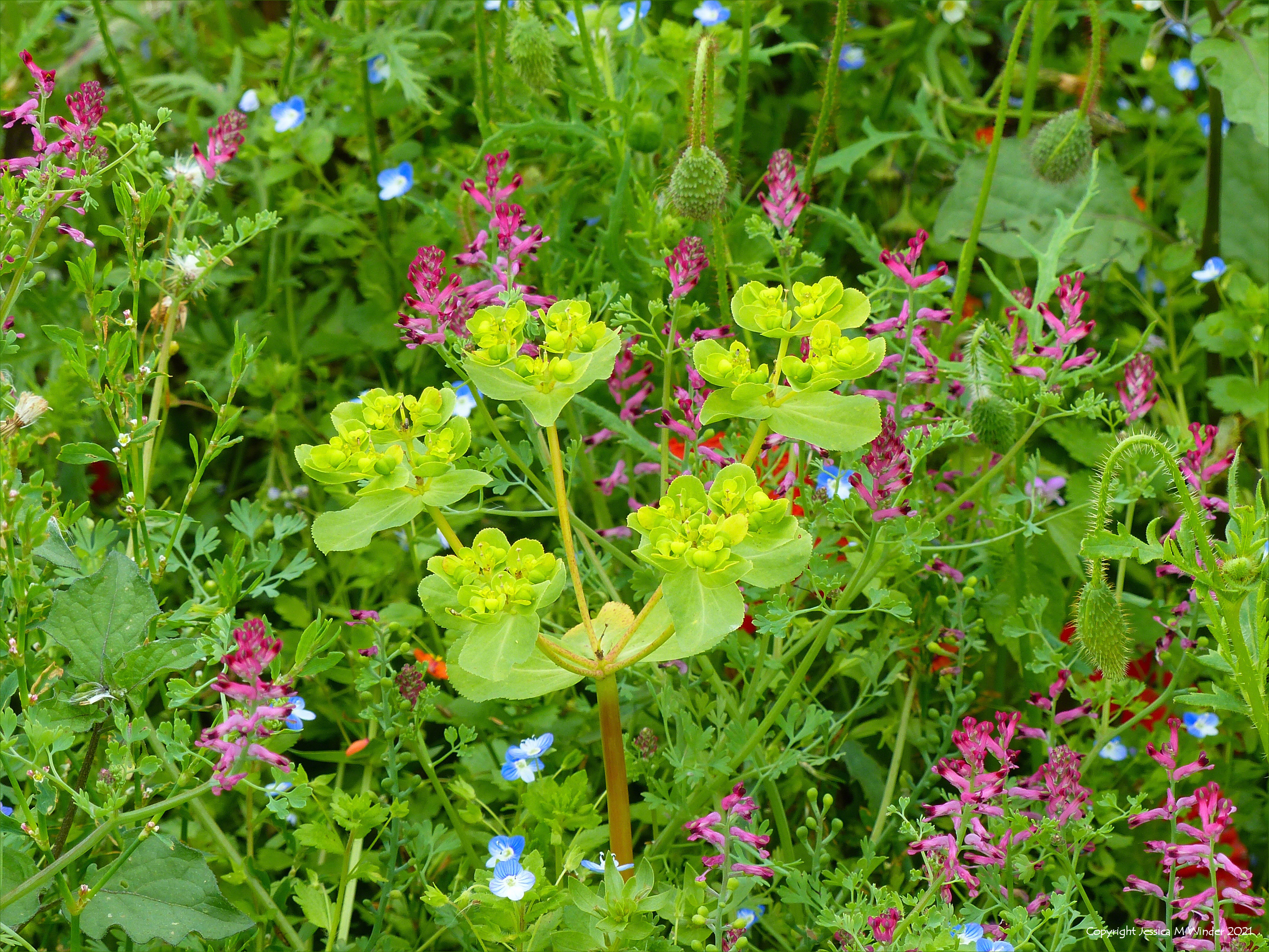 Flowers of wild Spurge growing with other native plants in an uncultivated field margin.