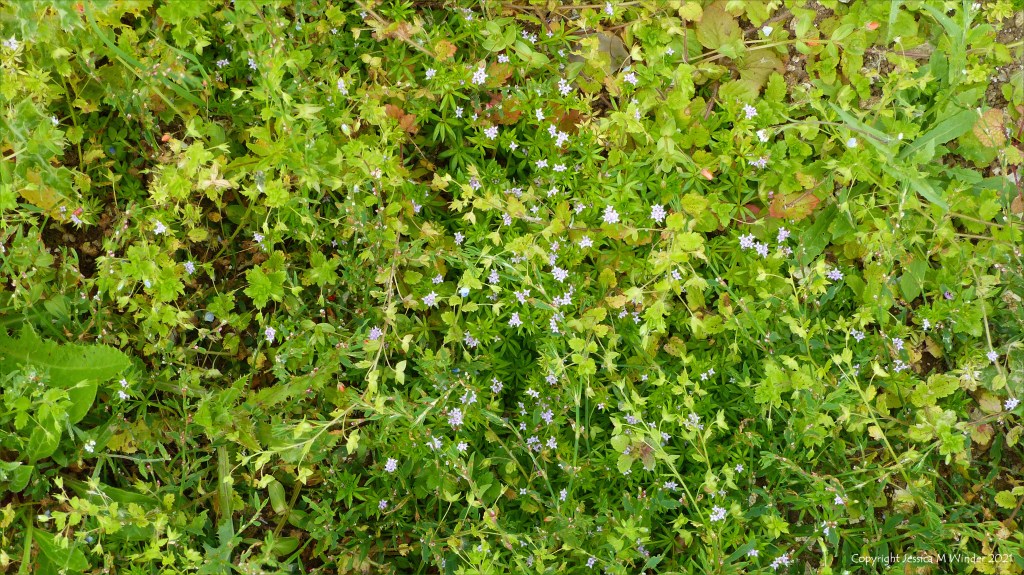 Minute lilac flowers of Field Madder (Sherardia arvensis) among other arable weeds 