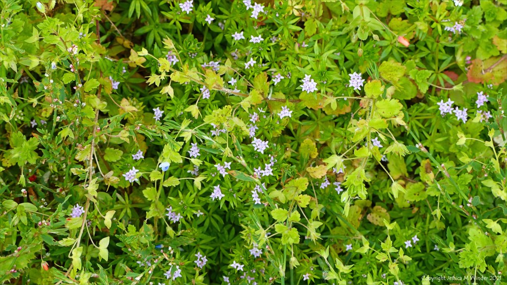 Minute lilac flowers of Field Madder among other arable weeds 