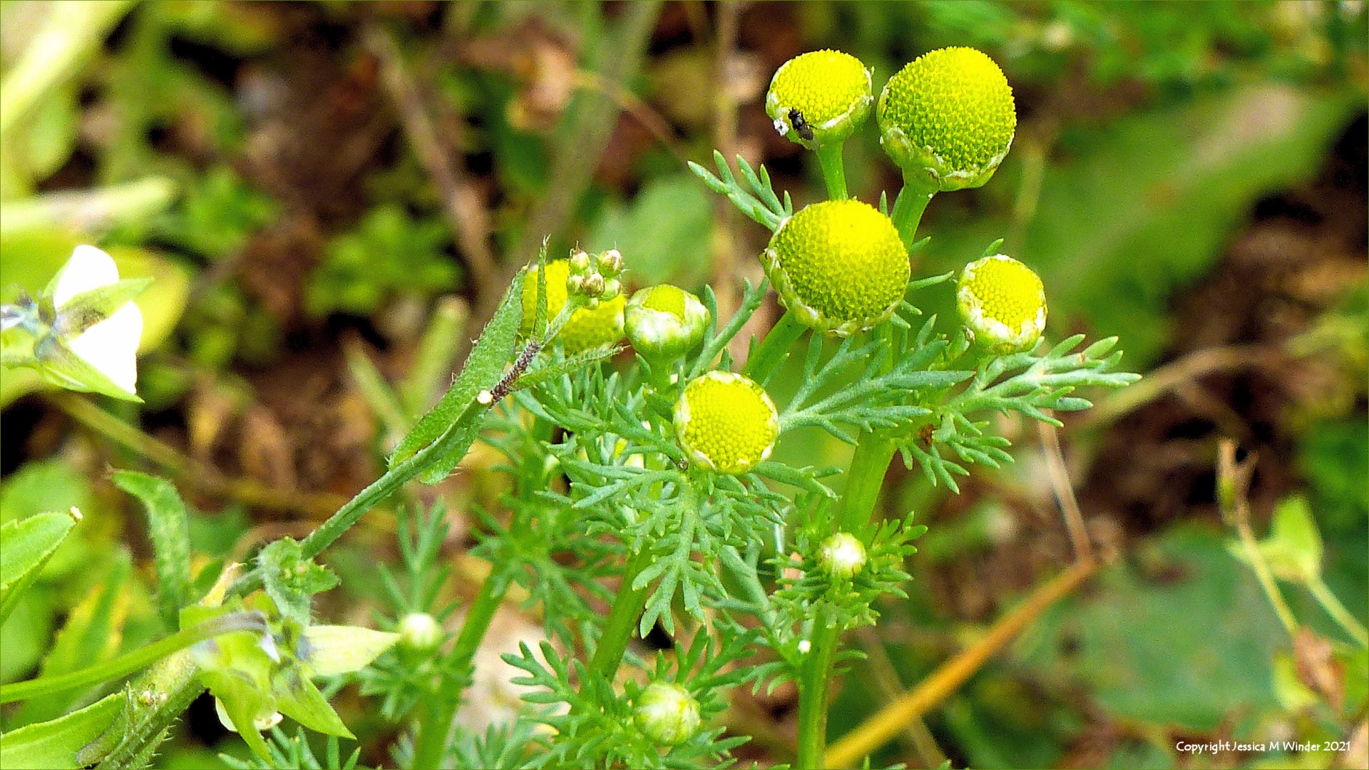 Close-up of Pineapple Mayweed flowers (Matricaria discoidea)