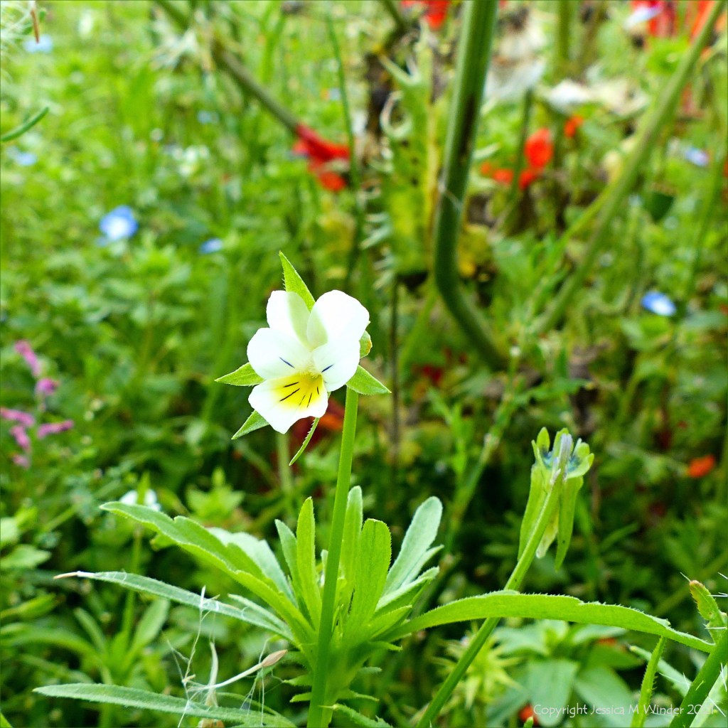 Field pansy flower growing in an uncultivated arable field margin with other weeds