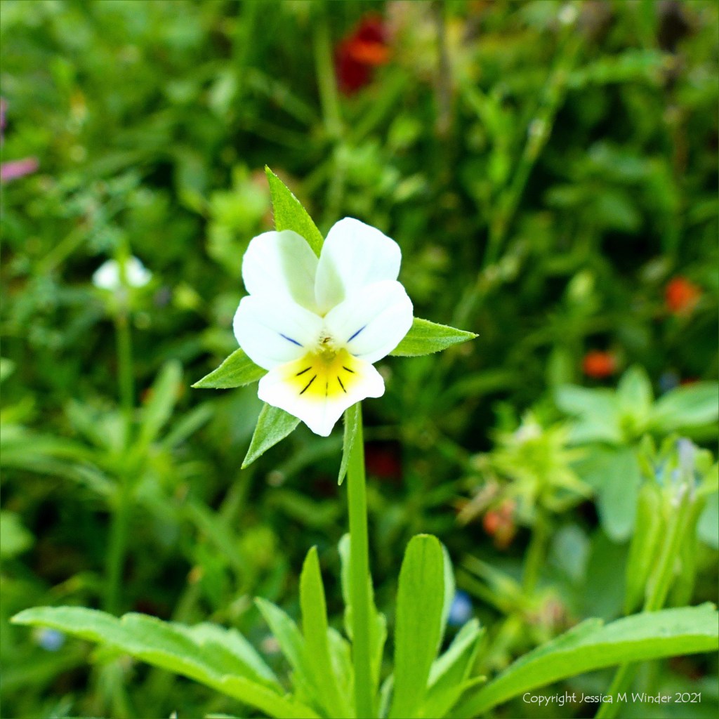 Field pansy flower growing in an uncultivated arable field margin with other weeds