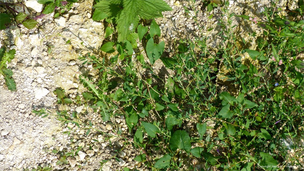 Black-bindweed with Knot Grass in an uncultivated field margin