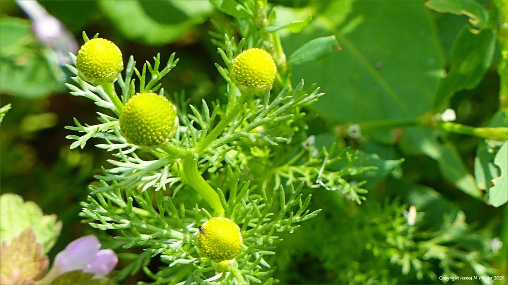 Close-up of Pineapple Mayweed flowers (Matricaria discoidea)