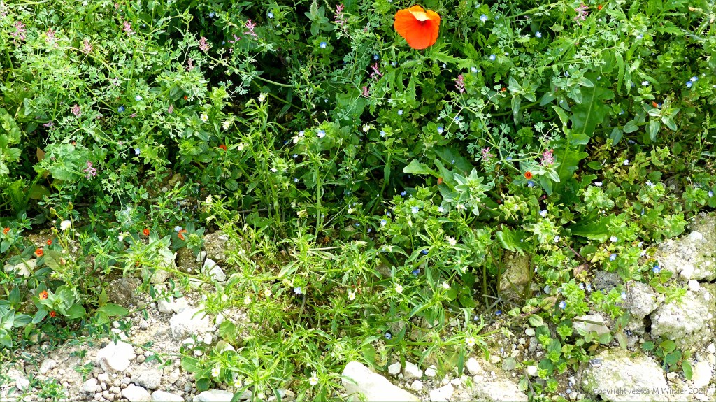 Field pansy flower growing in an uncultivated arable field margin with other weeds