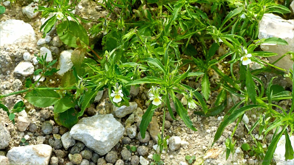 Field pansy flower growing in an uncultivated arable field margin with other weeds