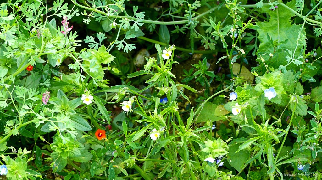 Field Pansy flower growing in an uncultivated arable field margin with other weeds