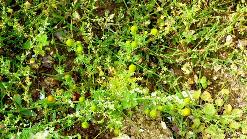 Pineapple Mayweed flowers (Matricaria discoidea) among other arable weeds