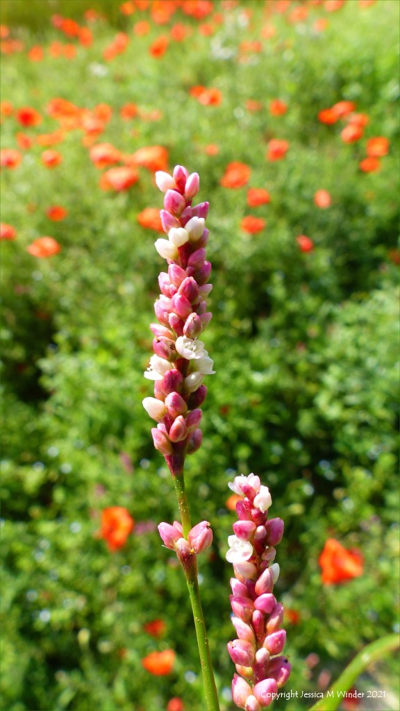 Pink flower spike of Redshank growing in an uncultivated arable field margin