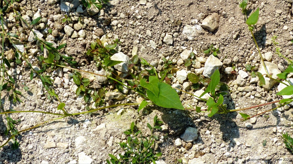 Black-bindweed in an uncultivated field margin