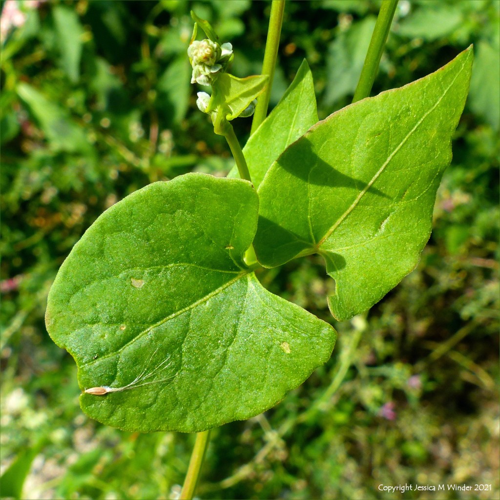 Leaves of Black-bindweed in an uncultivated field margin